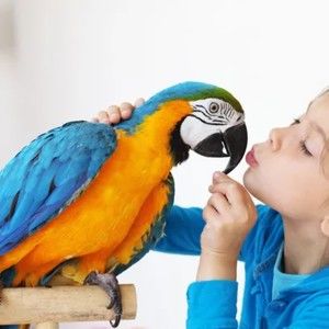 Meet your Posher, Erlan